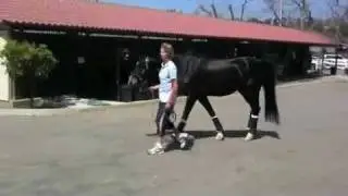 Tip Top Hand Walks