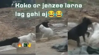 koko or jenzee larna lag gahi 😂😂
