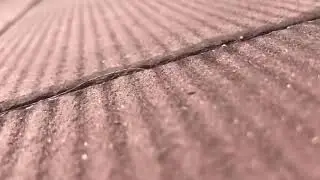 The world from an ant&rsquo;s point of view