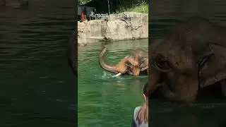 🐘 GENIUS Elephant Shows Incredible Problem-Solving Skills! | Animal Intelligence #shorts