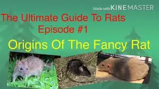 Ultimate Guide To Rats #1: Orgins of The Fancy Rat