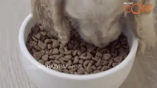 WELLNESS CORE  Щенки