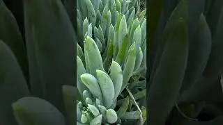 #curio #repens blaue #Chalksticks #shorts