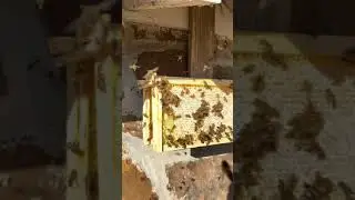 Bees in January