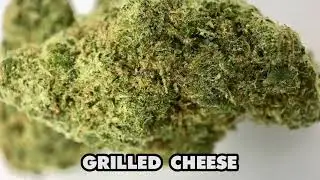 OH BOY'S! Top 10 Strains of All Time!