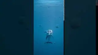 [Samsung Themes Animated Wallpaper]  Dolphin Ocean