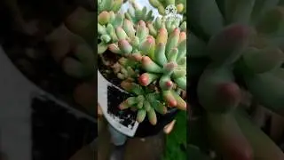 jelly bean plant #shorts