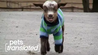 Seriously Curious | Pets Translated