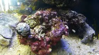 frank's reef tank  GSP #Green Star Polyps #turbo snails #oysters @day 1