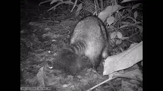 Procyon cancrivorus  (m&atilde;o-pelada)