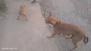 Happy dog family ❤️❤️❤️👍👍👍