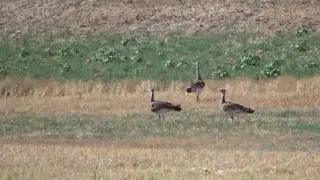 Flying Great Bustards / Vliegende Grote Trappen