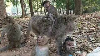 Gorgeous monkey long tail families daily activity 
