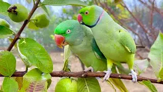 Talking Parrots Eating Guava on Tree 