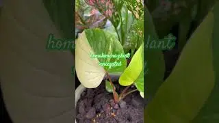 homalomena plant variegated #plants #indoorplants #garden #nature