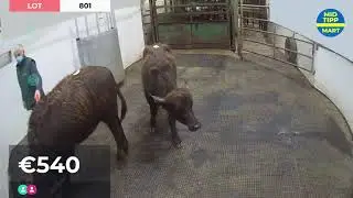 BUFFALO Sale in Thurles Mart via MARTEYE
