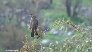 Great Shrike-Tyrant (Agriornis lividus) | Mero grande | Canal El Carmen, Huechuraba (CHILE) (7)