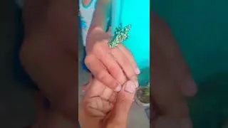 butterfly #animal #animallover #animalfriendly