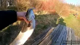 Ловля форели на платнике.Vesthimmerlands put and take