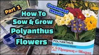 How to grow Polyanthus flowers from seed Part 1