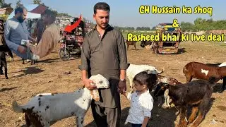 BKRA MANDI KHANEWAL🐏