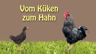 Flattermaxe - vom Küken zum Hahn