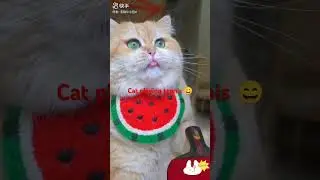 cute cat #funnyshorts #funny #comedy#laughingcontent