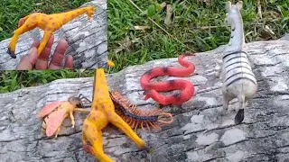 Menemukan hewan-hewanan di potongan pohon kelapa