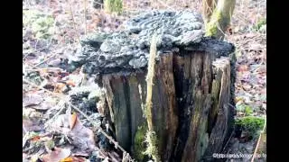 Harderbos 25-1-16