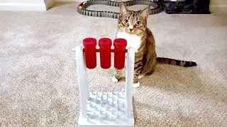 Cat Figures Out a Treat Puzzle  - Trixie Treat Puzzle