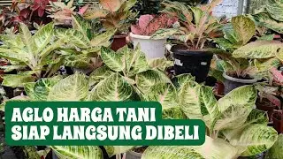 HARGA PETANI AGLONEMA SIAP DIBELI