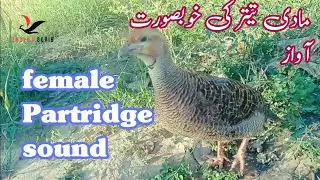 female teetar sound | Madi teetar ki awaz | Grey female francoline sound #francolinsound #pets #bird