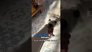 Talking dog🐶 Billie💣filmed his 9 mins of life!!! In Spanish🇪🇸 with English✅ subs. #learnspanish