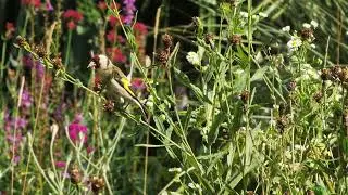 bird eating some seeds and beans from tree