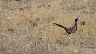 Stock Video - Ring-necked pheasant running through a field in slow motion
