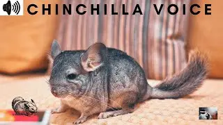 CHINCHILLA VOICE | CREPUSCULAR RODENTS | CAVIOMORPHA | GROUND SQUIRREL | ANDES MOUNTAIN |TRIZZLER|