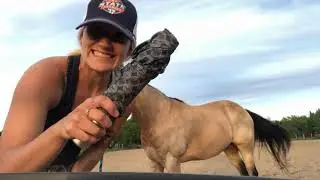 Virtual Horse Training Groundwork/Desensitizing