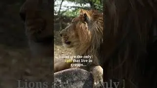 🦁👑 Pride of Lions: Group Living in Big Cats! #animalfacts