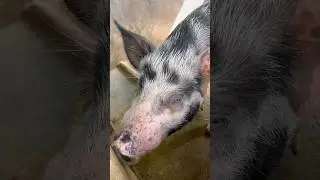 Observing our mama pigs, both preggy na! #pig #pigfeed #pigfarming #piggy #youtubeshorts #farmlife
