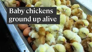 Why the egg industry 'shreds' baby chicks alive