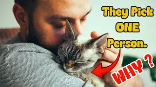 How to Become Your Cat's Favorite Person (7 Proven Secrets)