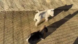 紀州犬男子11月25日生まれwatan