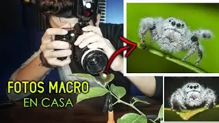 Fotografía MACRO EN CASA | Set fotográfico para macro de insectos