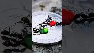 share the green and red sugar liquid on the coins #ants #timelapse #shorts