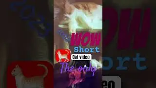 bgmcat brothers2