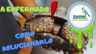 Mi tortuga tiene mocos / ExoVet | Tortuterra Exotics #tortuga  #reptiles
