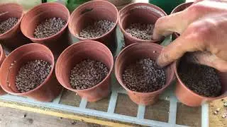 Growing &ldquo;Second Cropping&rdquo; Potatoes In 30L Buckets 🧑🏼&zwj;🌾🥔🌱