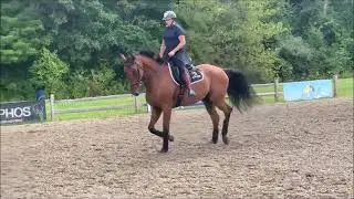 Dressage, Hunter and Jumper Horses For Sale