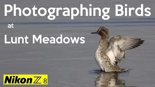 Photographing wild birds at Lunt Meadows Nature Reserve   Nikon Z8