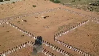 Horses first release on the track system - Part 2